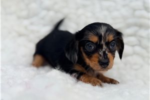 Heavenly - Chiweenie for sale