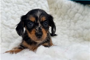 Heavenly - puppy for sale