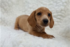 Buddy - Mini Dachshund for sale