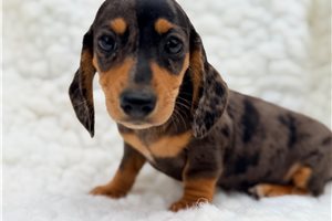 Mary - Mini Dachshund for sale
