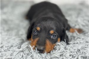Sissy - puppy for sale