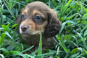 Stark - puppy for sale