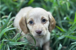 Sully - puppy for sale
