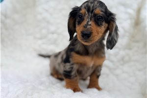 JoJo - puppy for sale