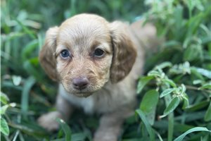 Suzy - puppy for sale