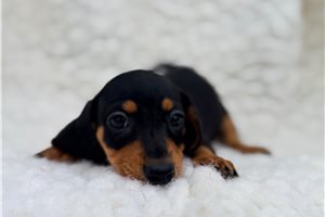 Dally - puppy for sale