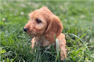 Martha - puppy for sale