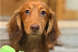 George - Dachshund, Mini for sale
