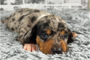 Dolly - puppy for sale