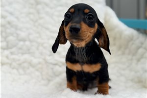 Betty - puppy for sale