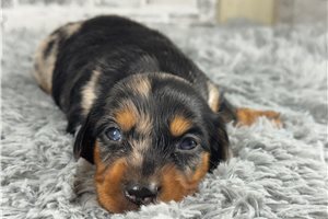 Dodger - puppy for sale