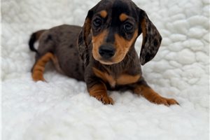 Mary - puppy for sale