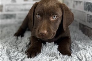 Brownie - Labrador Retriever for sale