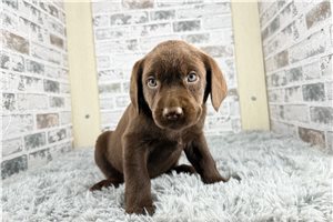 Docker - Labrador Retriever for sale