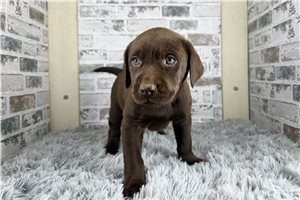 Champion - Labrador Retriever for sale