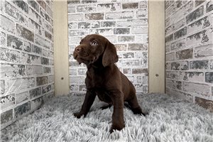 Holly - Labrador Retriever for sale