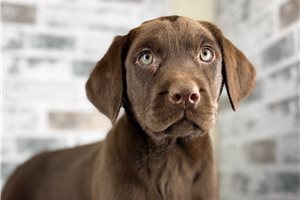 Cookie - Labrador Retriever for sale