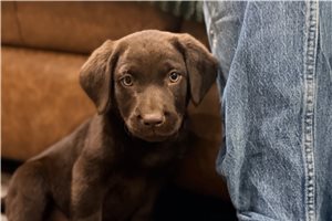 Taco - Labrador Retriever for sale