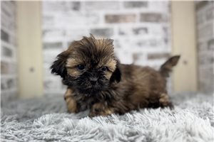 Stella - Shih Tzu for sale