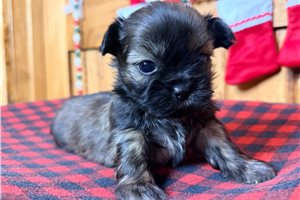 Darla - Shih Tzu for sale