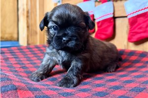 Disco - Shih Tzu for sale