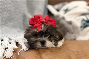 Tiffy - Shih Tzu for sale