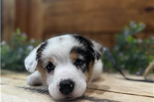 Tator Tot - puppy for sale