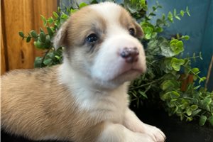 Elvis - puppy for sale