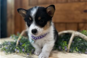 Maripol - puppy for sale