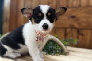 Marisol - puppy for sale