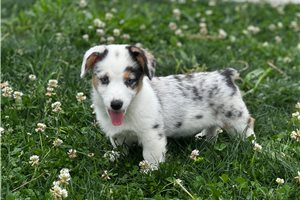 Tator Tot - puppy for sale