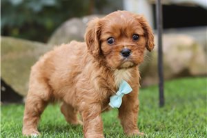 Gaston - puppy for sale