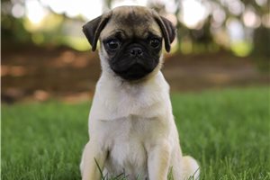 Nautilus - puppy for sale