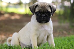 Neroli - puppy for sale