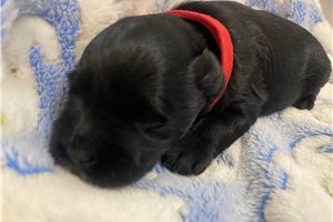Arthur - puppy for sale