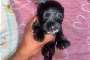 Amelia - Miniature Schnauzer for sale