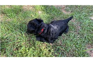 Arthur - Miniature Schnauzer for sale