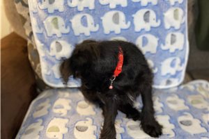 Plato - puppy for sale