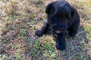 Arthur - Miniature Schnauzer for sale