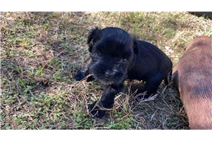 Amelia - Miniature Schnauzer for sale