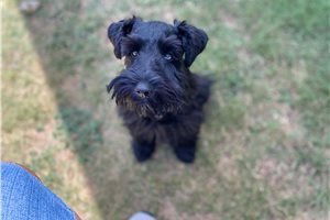 Pirate - puppy for sale