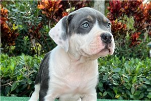 Natasha - puppy for sale
