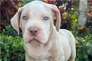 Silas - American Bully for sale