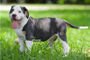 Wonder - puppy for sale