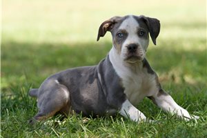 Sami - puppy for sale