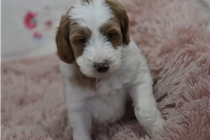 Marley - puppy for sale
