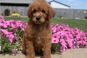 Blaze - puppy for sale