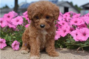 Britt - puppy for sale