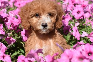 Bailey - Irishdoodle for sale