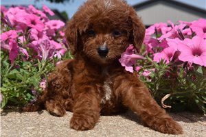 Bella - puppy for sale